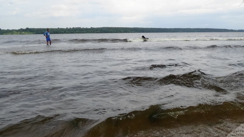 Фото: Vladimir Pahnyuk (Владимир Пахнюк), ньюфаундленд Sent Djons Optimus Prime (Сент Джонс Оптимус Прайм)