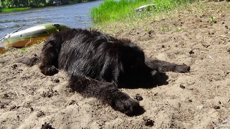 Фото: ньюфаундленд Sent Djons Optimus Prime (Сент Джонс Оптимус Прайм)