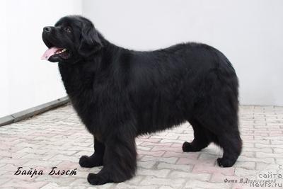 Фото: ньюфаундленд Baira Blest (Байра Блэст)