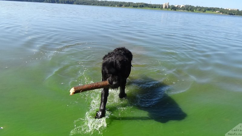 Фото: ньюфаундленд Sent Djons Optimus Prime (Сент Джонс Оптимус Прайм)