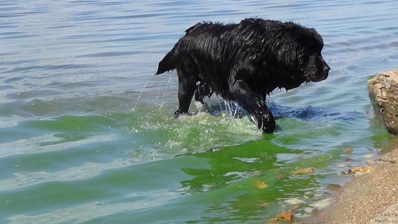 Фото: ньюфаундленд Sent Djons Optimus Prime (Сент Джонс Оптимус Прайм)