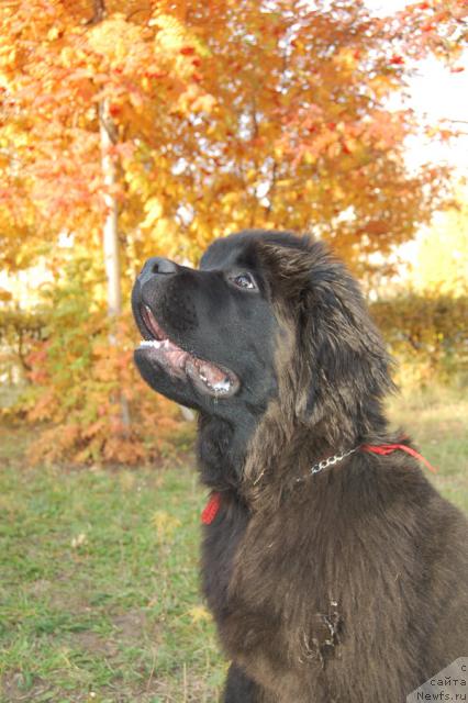 Фото: ньюфаундленд Super Premium Vashington (Супер Премиум Вашингтон)