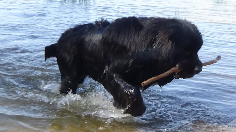 Фото: ньюфаундленд Sent Djons Optimus Prime (Сент Джонс Оптимус Прайм)