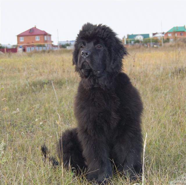 Фото: ньюфаундленд Super Premium Vashington (Супер Премиум Вашингтон)