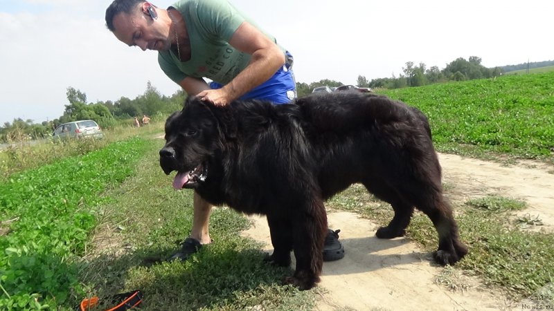 Фото: Vladimir Pahnyuk (Владимир Пахнюк), ньюфаундленд Sent Djons Optimus Prime (Сент Джонс Оптимус Прайм)