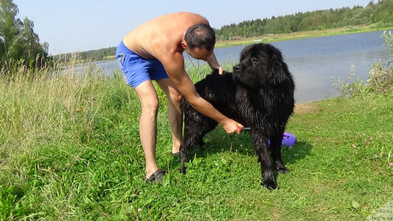 Фото: Vladimir Pahnyuk (Владимир Пахнюк), ньюфаундленд Sent Djons Optimus Prime (Сент Джонс Оптимус Прайм)