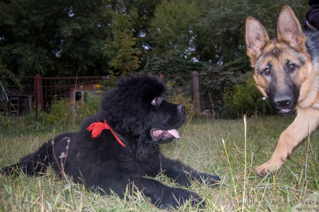 Фото: ньюфаундленд Super Premium Vashington (Супер Премиум Вашингтон)