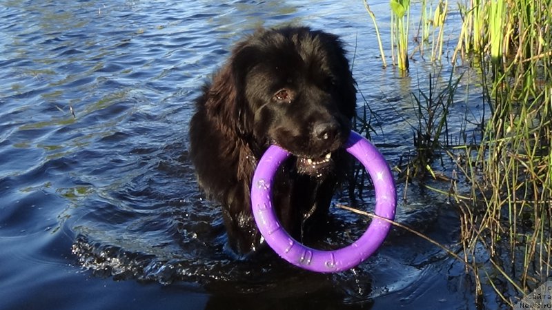 Фото: ньюфаундленд Sent Djons Optimus Prime (Сент Джонс Оптимус Прайм)