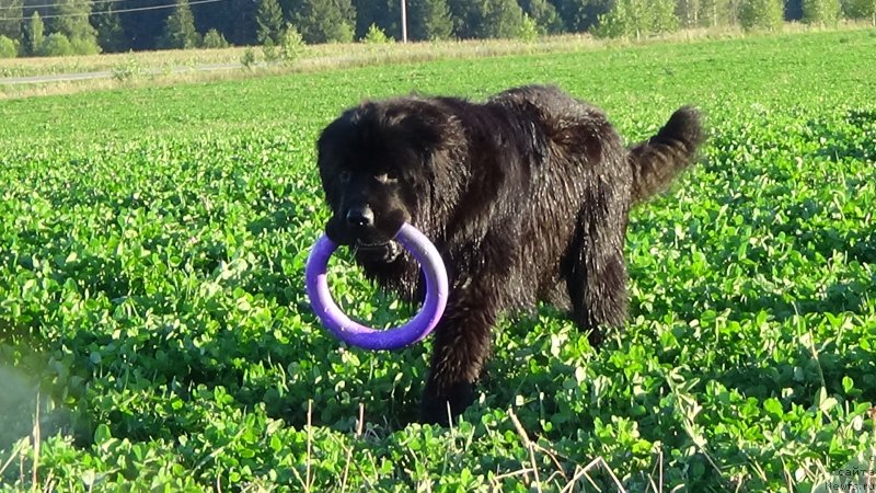 Фото: ньюфаундленд Sent Djons Optimus Prime (Сент Джонс Оптимус Прайм)