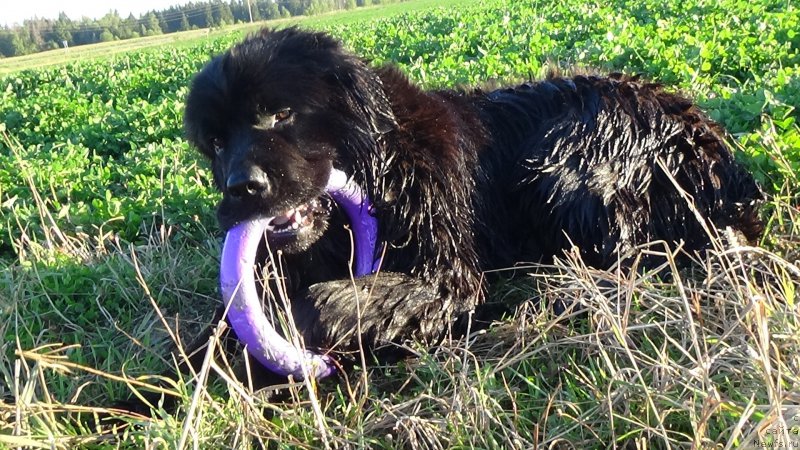 Фото: ньюфаундленд Sent Djons Optimus Prime (Сент Джонс Оптимус Прайм)