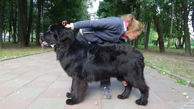 Фото: ньюфаундленд Sent Djons Optimus Prime (Сент Джонс Оптимус Прайм)