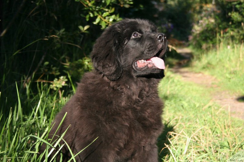 Фото: ньюфаундленд Aristokraticheskaya SHtuchka (Аристократическая Штучка)