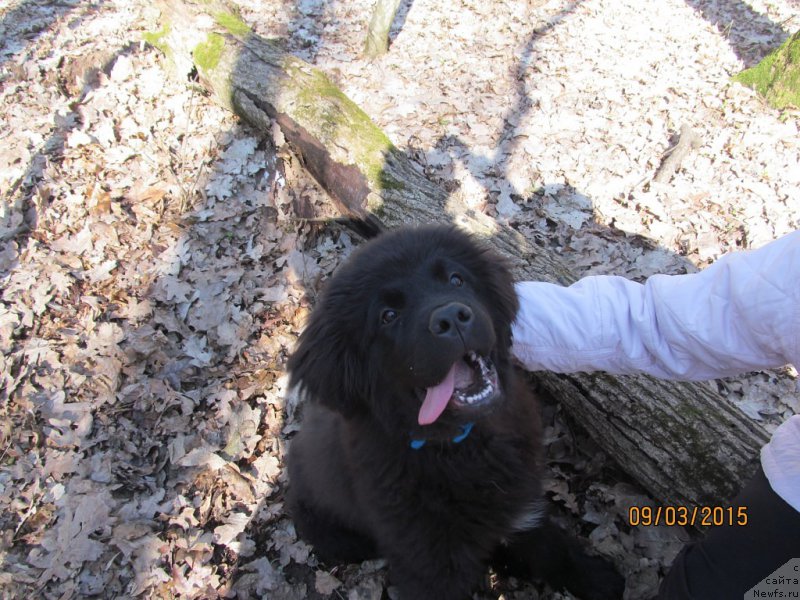 Фото: ньюфаундленд Velyke Malyatko Enej