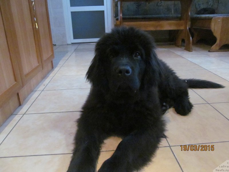 Фото: ньюфаундленд Velyke Malyatko Enej