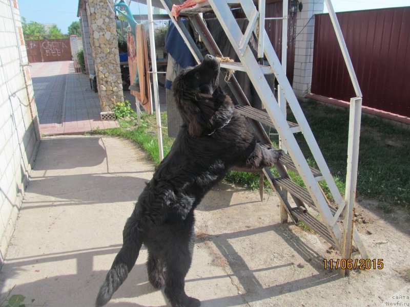 Фото: ньюфаундленд Velyke Malyatko Enej