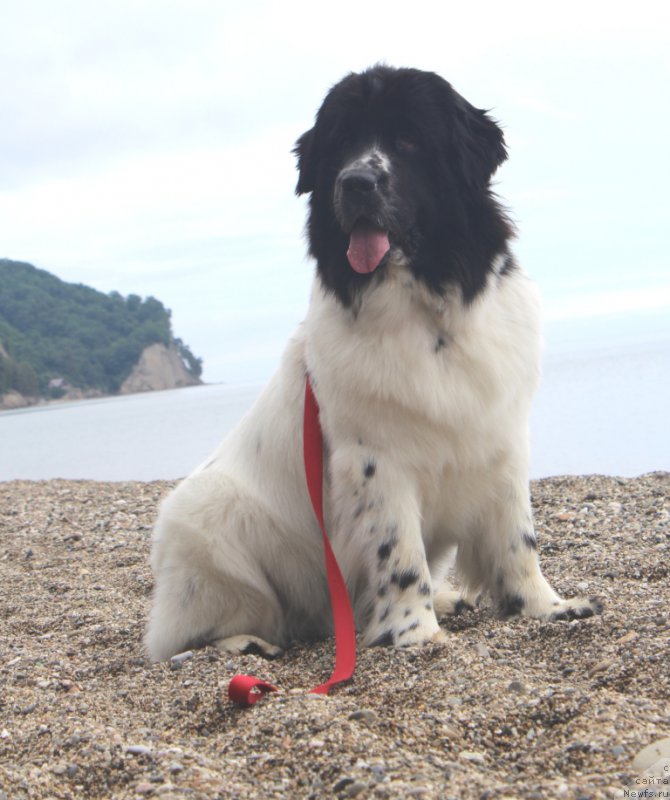 Фото: ньюфаундленд Sent Djons Isida (Сент Джонс Исида)