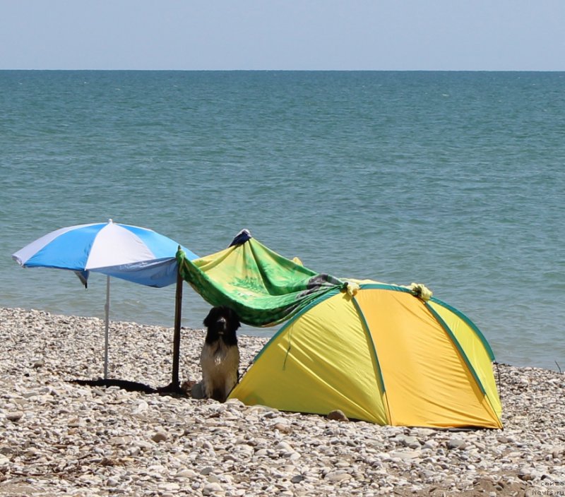 Фото: ньюфаундленд Sent Djons Isida (Сент Джонс Исида)