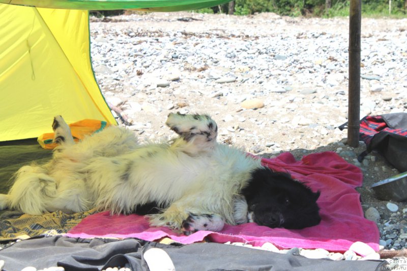 Фото: ньюфаундленд Sent Djons Isida (Сент Джонс Исида)