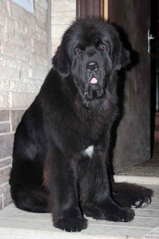 Фото: ньюфаундленд Mercedes Vialiki Miadzvedz (Мерседес Вялiкi Мядзведзь)