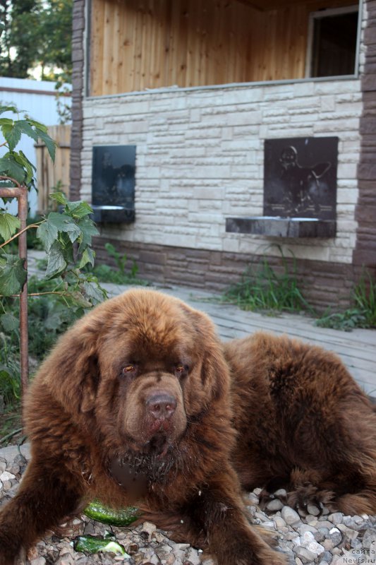 Фото: ньюфаундленд Charli The Best Helfi Pel (Чарли Де Бест Хелфи Пэл)