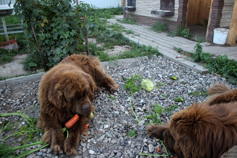 Фото: ньюфаундленд Charli The Best Helfi Pel (Чарли Де Бест Хелфи Пэл), ньюфаундленд Charmer Denkam Bronze (Чармер Денкам Бронз)