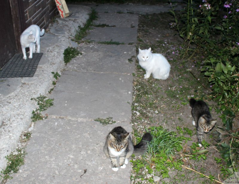 Фотография № 190112