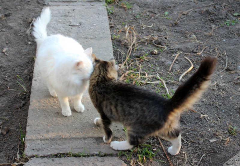 Фотография № 190113