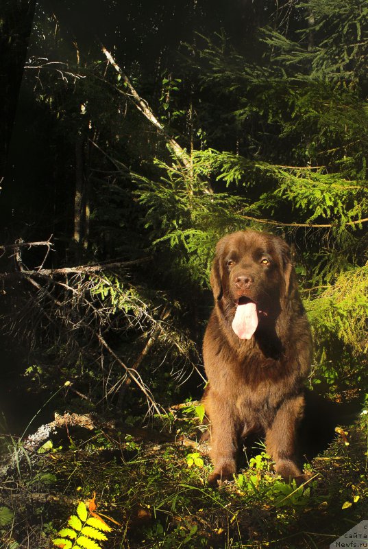 Фото: ньюфаундленд Naomi Tagoliri for Brouwnblood (Наоми Таголири фор Браунблад)