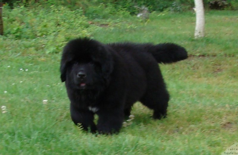 Фото: ньюфаундленд Super Premium Free Wind (Супер Премиум Фри Винд)