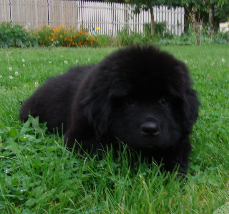 Фото: ньюфаундленд Super Premium Free Wind (Супер Премиум Фри Винд)