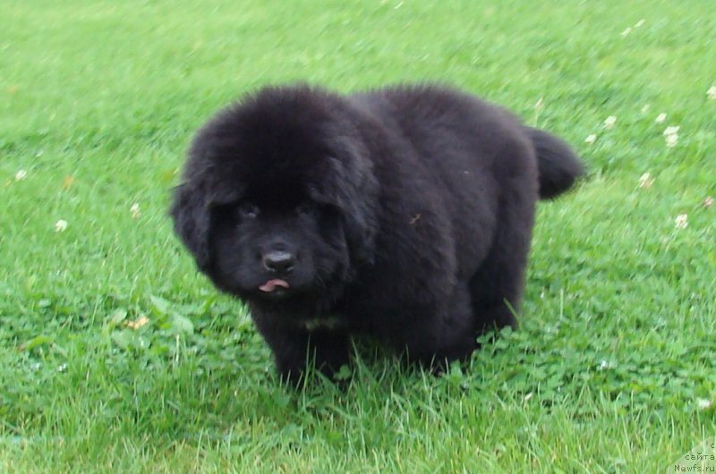 Фото: ньюфаундленд Super Premium Free Wind (Супер Премиум Фри Винд)