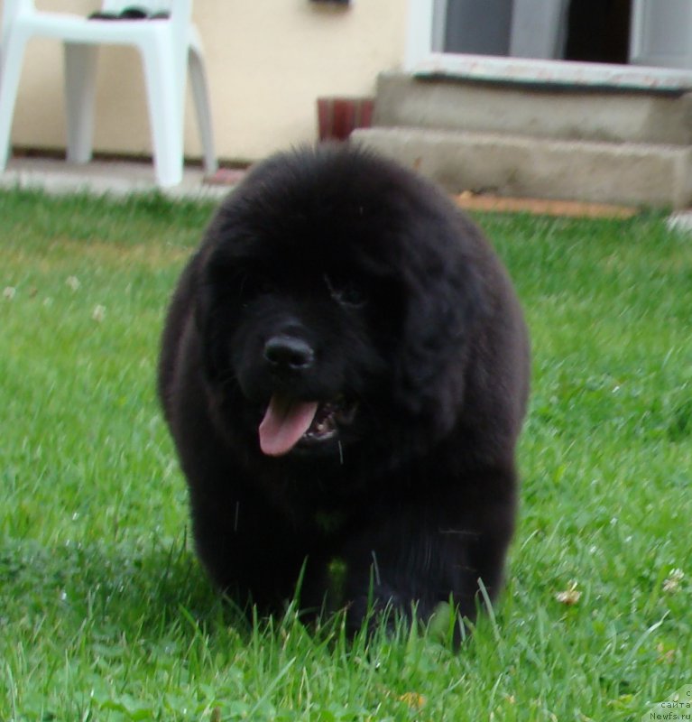 Фото: ньюфаундленд Super Premium Free Wind (Супер Премиум Фри Винд)