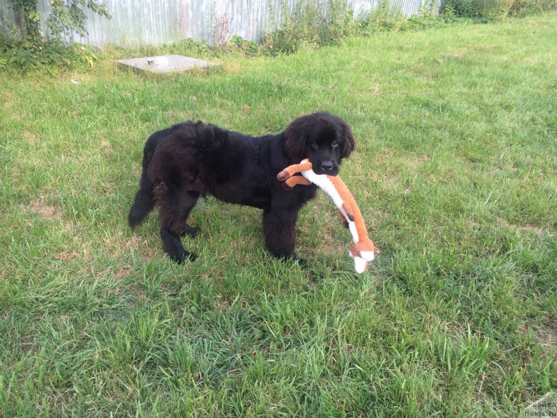 Фото: ньюфаундленд CHernyiy Balu Erofey (Черный Балу Ерофей)