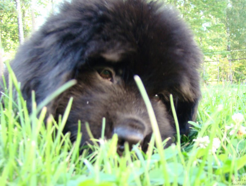 Фото: ньюфаундленд Super Premium Free Wind (Супер Премиум Фри Винд)