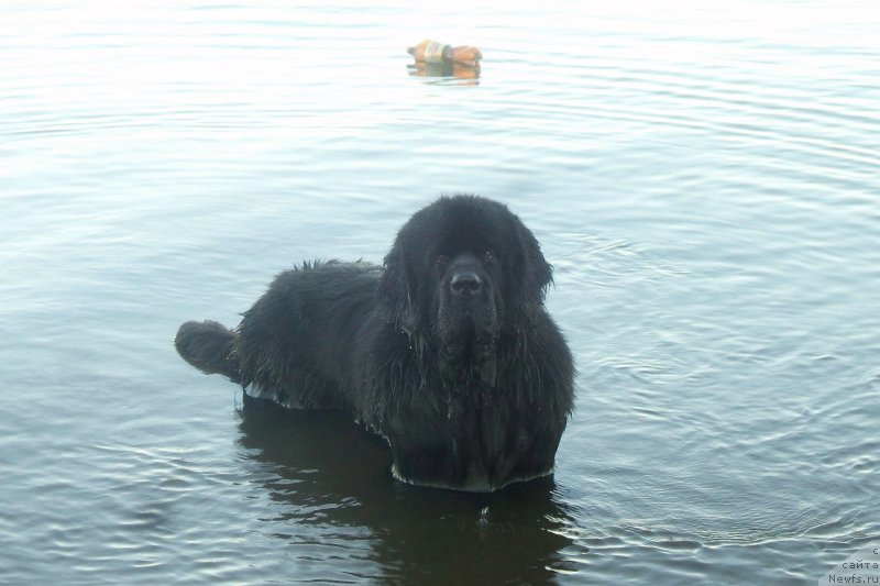 Фото: ньюфаундленд Chernaya Mafia Move Up In The World (Черная Мафия Мове Уп Ин Тхе Ворлд)