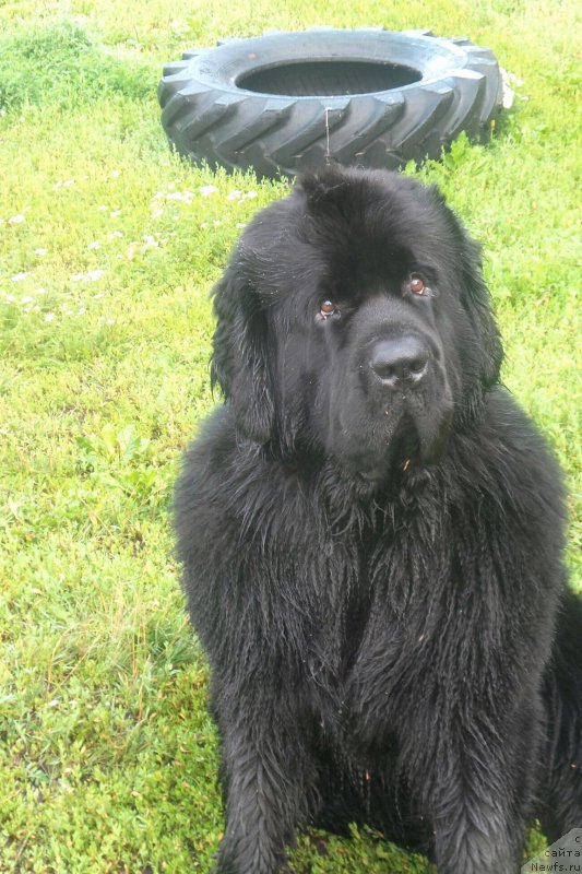 Фото: ньюфаундленд Chernaya Mafia Move Up In The World (Черная Мафия Мове Уп Ин Тхе Ворлд)