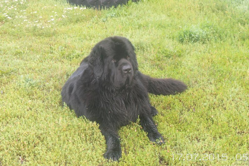 Фото: ньюфаундленд Chernaya Mafia Move Up In The World (Черная Мафия Мове Уп Ин Тхе Ворлд)