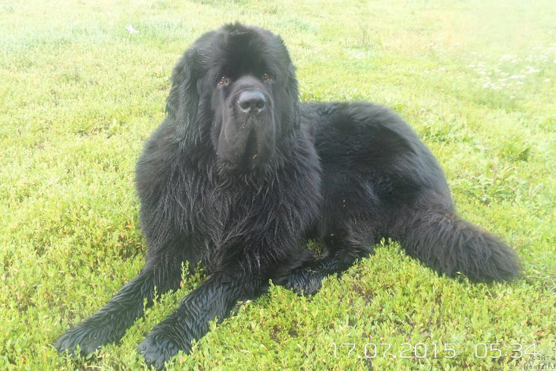 Фото: ньюфаундленд Chernaya Mafia Move Up In The World (Черная Мафия Мове Уп Ин Тхе Ворлд)