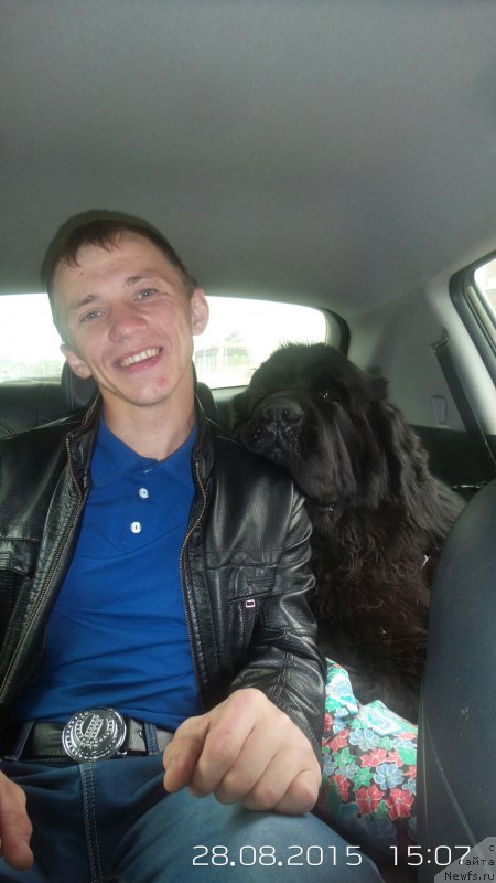 Фото: ньюфаундленд Chernaya Mafia Move Up In The World (Черная Мафия Мове Уп Ин Тхе Ворлд)