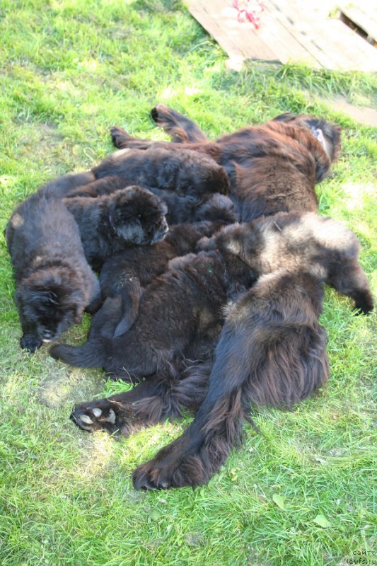 Фото: ньюфаундленд Chernaya Mafia Magic Touch (Черная Мафия Магик Тоуч)