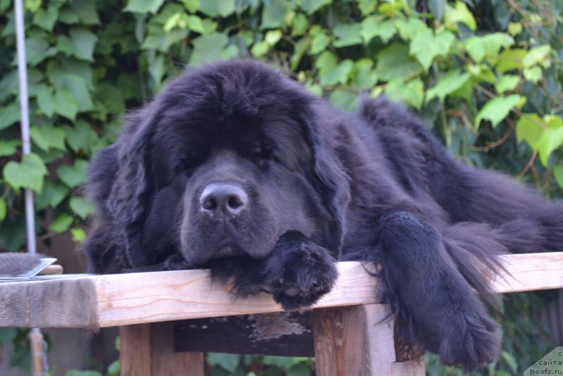 Фото: ньюфаундленд Talisman Morya Magiya Voln (Талисман Моря Магия Волн)