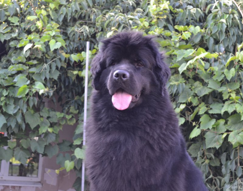 Фото: ньюфаундленд Talisman Morya Magiya Voln (Талисман Моря Магия Волн)