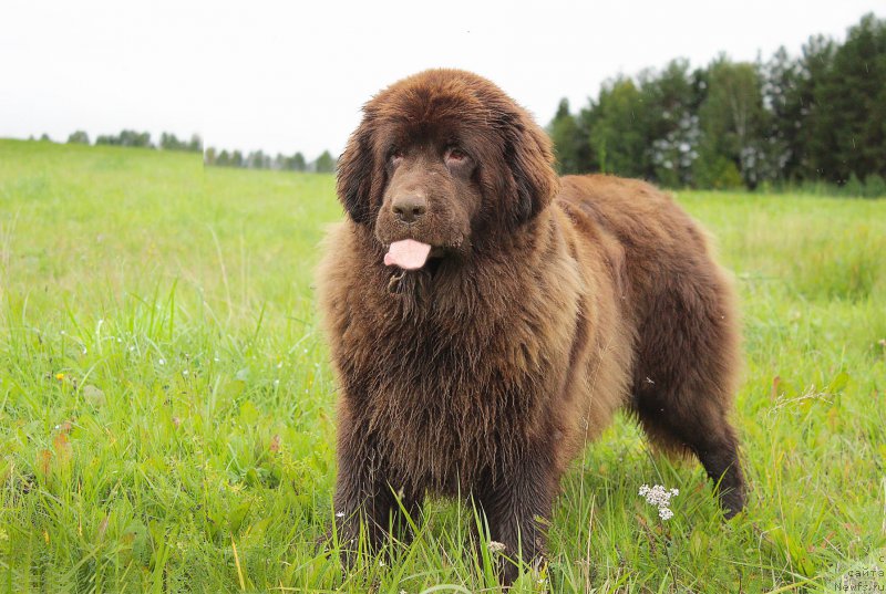 Фото: ньюфаундленд Sverkayuzhaya Gora Mashame (Сверкающая Гора Машаме)