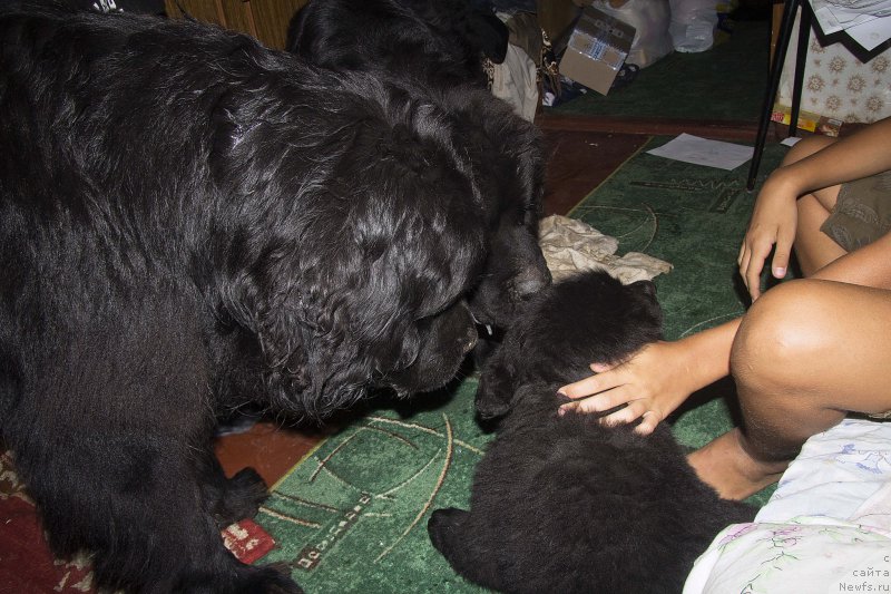 Фотография № 190212