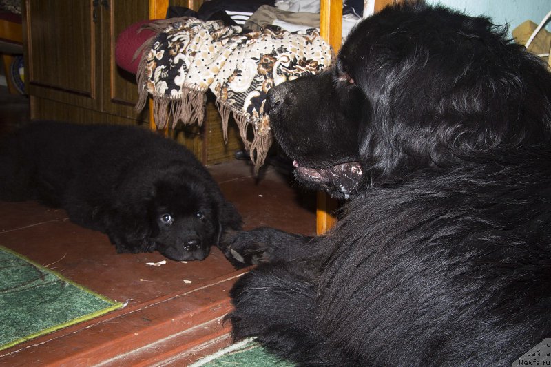 Фотография № 190222