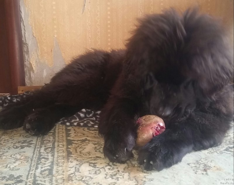 Фото: ньюфаундленд N'yufort Divnaya Diana (Ньюфорт Дивная Диана), ньюфаундленд N'yufort Divnaya Diana (Ньюфорт Дивная Диана)