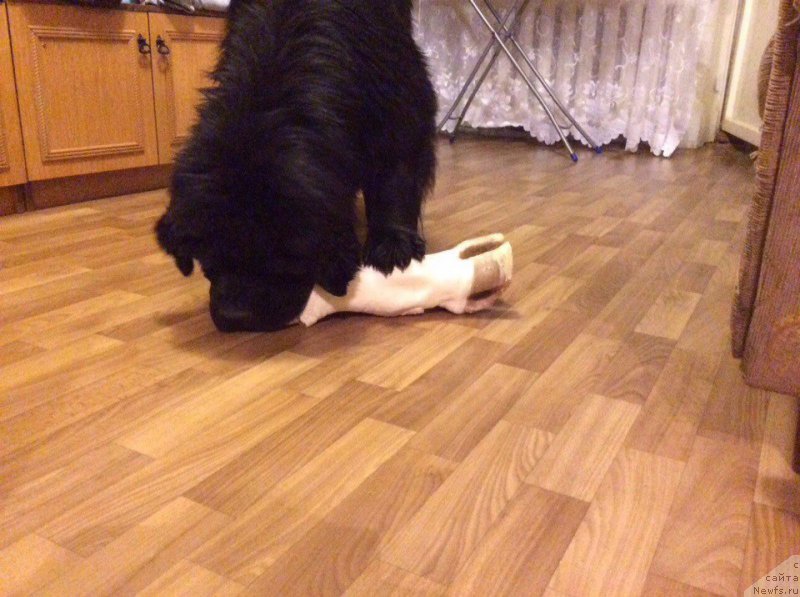 Фото: ньюфаундленд Basnja s Berega Dona (Басня с Берега Дона)