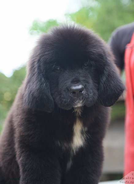 Фотография № 190236