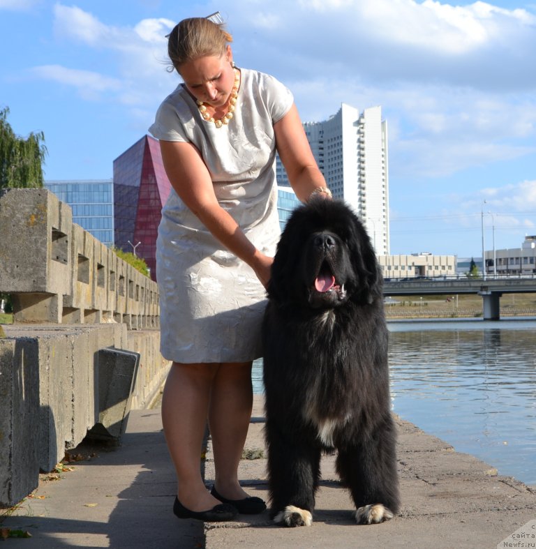 Фото: ньюфаундленд Promise To Love Midnight Bear (Promise To Love Midnight Bear)