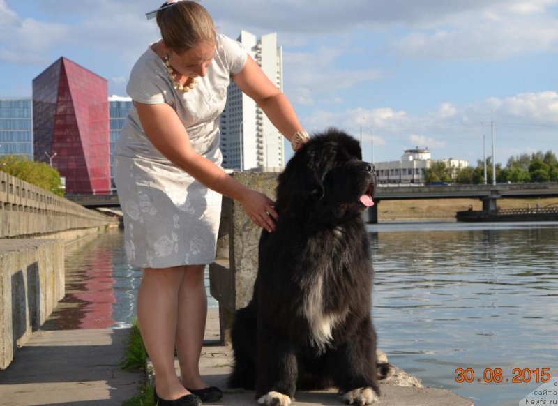 Фото: ньюфаундленд Promise To Love Midnight Bear (Promise To Love Midnight Bear)